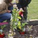 Ben Goldberg and (parent) Ashley Lemke water the plants.