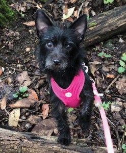 Rozzie the dog_01